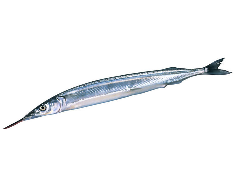 海鲜,无人,横图,插画,室内,特写,白天,白色背景,侧面,数码,科技,一条,阴影,网络,鱼,高光,几何,计算机图形,合成,图画,注视,水产,鱼类,海洋生物,画,观察,看,观看,针鱼,鱵鱼,电脑合成图,数码合成图,察看,合成图,关注,水生动物,海产品,水生物,漫画,海底动物,写实,具体,具象,单针鱼,姜公鱼,铜吮鱼,针工鱼,针扎鱼,箴鱼,彩图,全身