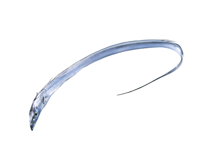 海鲜,无人,横图,插画,室内,特写,白天,白色背景,正面,数码,科技,一条,阴影,网络,鱼,银色,高光,几何,计算机图形,合成,图画,水产,鱼类,海洋生物,画,带鱼,电脑合成图,数码合成图,合成图,水生动物,海产品,水生物,漫画,海底动物,写实,具体,具象,牙带鱼,彩图,全身