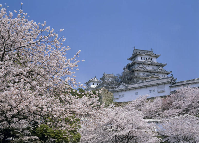 无人,横图,室外,白天,仰视,旅游,度假,幸福,纯洁,名胜古迹,植物,标志建筑,地标,建筑,樱花,日本,亚洲,阴影,遗迹,盛开,光线,影子,堡垒,城堡,花蕾,古迹,文物,娱乐,建设,古建筑,花,花瓣,花朵,鲜花,树,树木,粉色,蓝色,绿色,蓝天,天空,阳光,自然,天,花苞,花蕊,享受,休闲,旅游胜地,放松,生长,晴朗,成长,等待,生命,要塞,古文明,东亚,本州,世界文化遗产,万里无云,本州岛,日本国,近畿地方,姬路城,近畿,兵库,兵库县,仙樱花,福岛樱,青肤樱,高尚,热烈,白鹭城,姬路,姬路市,设防,晴空,晴空万里,荆桃,彩图,低角度拍摄