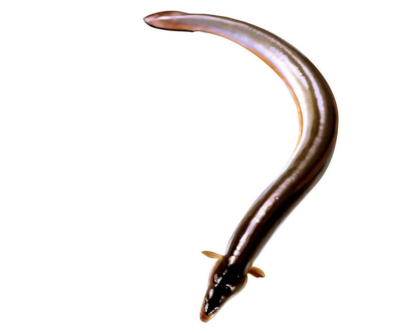 海鲜,鳗鱼,无人,横图,俯视,插画,室内,特写,白天,白色背景,数码,科技,鳗鲡,一条,阴影,网络,鱼,高光,几何,计算机图形,合成,图画,水产,鱼类,海洋生物,画,康吉鳗,电脑合成图,数码合成图,合成图,水生动物,海产品,水生物,漫画,河鳗,海底动物,写实,具体,具象,白鳗,青鳝,风馒,白鳝,彩图,高角度拍摄,全身