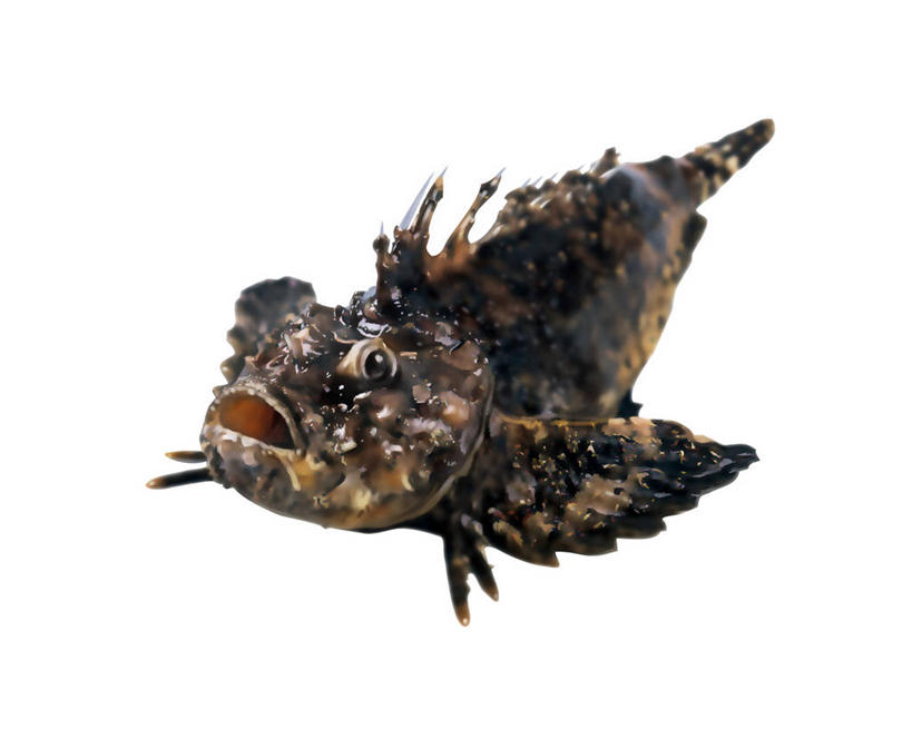 无人,横图,插画,室内,特写,白天,白色背景,正面,数码,科技,一条,阴影,网络,鱼,高光,几何,计算机图形,合成,图画,注视,鱼类,海洋生物,画,观察,看,张嘴,观看,电脑合成图,数码合成图,察看,有毒,合成图,关注,水生动物,水生物,漫画,张大嘴巴,海底动物,写实,具体,具象,鬼鲉,老虎鱼,中华鬼鲉,张开嘴,彩图,全身