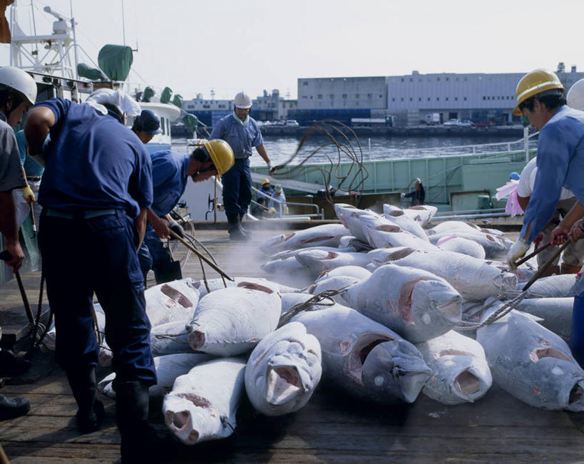 海鲜,东方人,伙伴,朋友,渔夫,码头,站,横图,室外,白天,正面,工作服,制服,友谊,合作,团队,海浪,海洋,港口,帽子,金属制品,亚洲,握,金属,工具,头盔,浪花,许多人,拿,鲔鱼,拿着,注视,黄种人,水产,金枪鱼,海洋生物,海水,安全帽,低头,观察,看,站着,一群人,战略,握着,观看,吞拿鱼,察看,耙子,关注,水生动物,海产品,水生物,海景,海底动物,农具,联合,合谋,耕具,工作制服,配合,协作,男人,男性,年轻男性,亚洲人,捕鱼人,打鱼人,大海,风浪,海,海水的波动,近岸浪,涌浪,站立,半身,彩图,工作套服,摆渡口,埠头,渡口,渡头,港湾,海港,货运码头,口岸,商港
