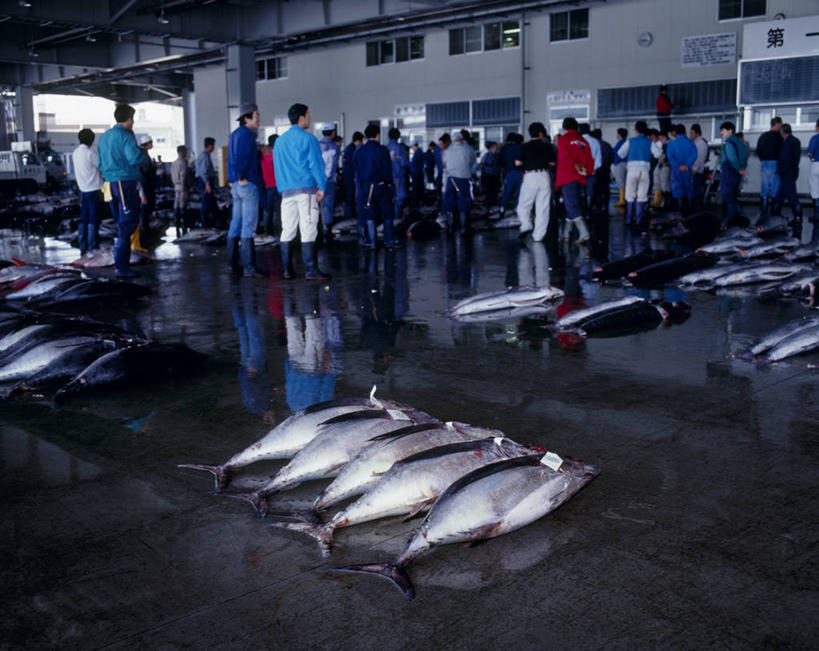 海鲜,东方人,背部,伙伴,朋友,渔夫,站,横图,室内,白天,正面,工作服,制服,购物,友谊,合作,团队,消费,亚洲,一排,许多,整齐,并列,并排,鱼,集市,市场,许多人,注视,黄种人,水产,鱼类,货架,海洋生物,架子,排列,观察,看,站着,一群人,战略,金融,观看,察看,队列,关注,水生动物,海产品,陈列架,平行,水生物,选购,贸易,海底动物,联合,合谋,超市货架,马林鱼,青枪鱼,工作制服,配合,协作,男人,男性,年轻男性,亚洲人,捕鱼人,打鱼人,站立,半身,彩图,工作套服,鱼市