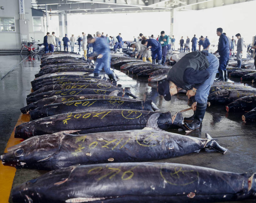 海鲜,东方人,背部,伙伴,朋友,渔夫,站,横图,室内,白天,正面,工作服,制服,购物,友谊,合作,团队,消费,帽子,亚洲,一排,许多,弯腰,整齐,并列,并排,鱼,头盔,集市,市场,许多人,注视,黄种人,水产,鱼类,货架,海洋生物,架子,排列,安全帽,观察,看,站着,一群人,战略,金融,观看,察看,队列,关注,水生动物,海产品,陈列架,平行,水生物,选购,贸易,海底动物,弯身,联合,合谋,超市货架,马林鱼,青枪鱼,工作制服,配合,协作,男人,男性,年轻男性,亚洲人,捕鱼人,打鱼人,站立,半身,彩图,工作套服,鱼市