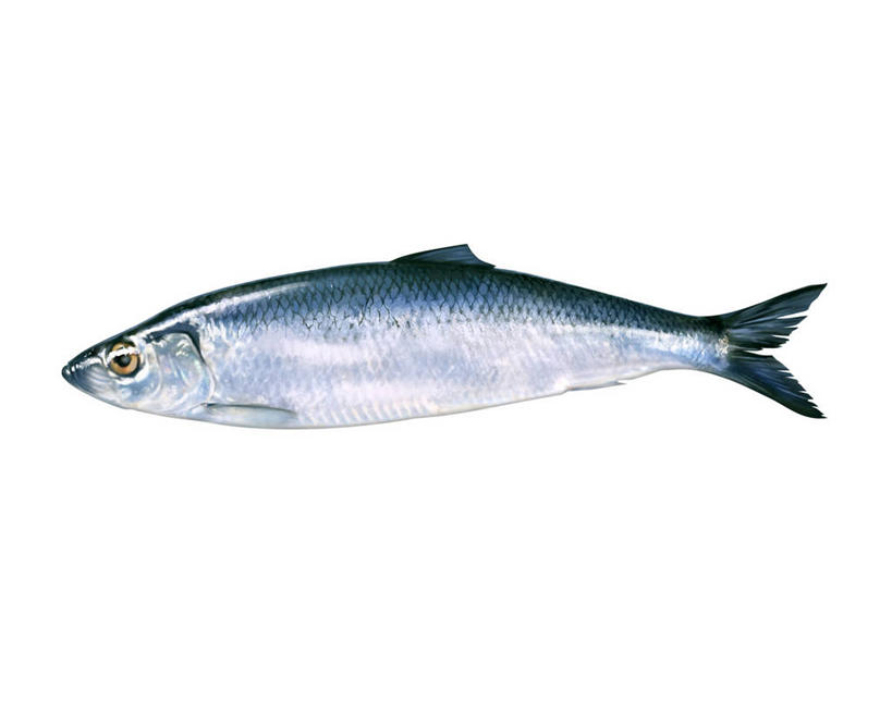 海鲜,无人,横图,插画,室内,白天,白色背景,侧面,数码,科技,一条,阴影,网络,高光,几何,计算机图形,合成,图画,水产,海洋生物,画,鲱鱼,电脑合成图,数码合成图,合成图,水生动物,海产品,水生物,漫画,海底动物,写实,具体,具象,太平洋鲱鱼,彩图,全身