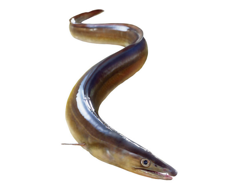 无人,横图,插画,室内,白天,白色背景,正面,数码,科技,一条,阴影,网络,鱼,高光,几何,计算机图形,合成,海鳗,图画,鱼类,海洋生物,画,电脑合成图,数码合成图,合成图,水生动物,水生物,漫画,海底动物,写实,具体,具象,彩图,全身