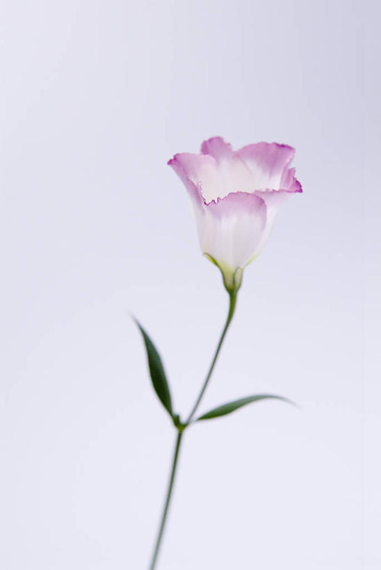 无人,竖图,室内,特写,白天,正面,叶子,盛开,绿叶,花蕾,花,花瓣,花朵,鲜花,一朵,花苞,花蕊,嫩叶,摄影,影棚,桔梗花,僧冠帽,草原龙胆,感动,六角荷,永恒,梗草,洋桔梗,叶,叶片,彩图,影棚拍摄,拍摄