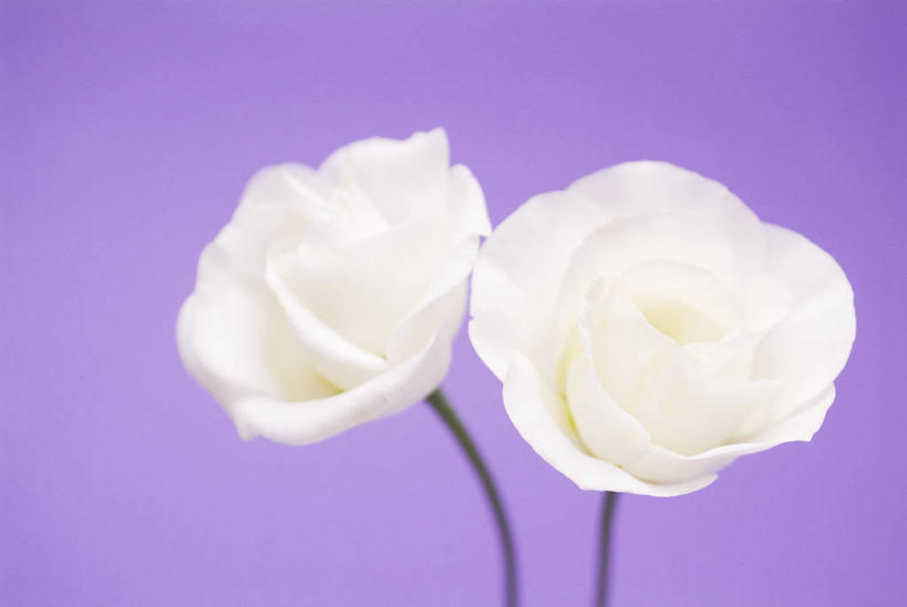 无人,横图,室内,特写,白天,正面,紫色背景,盛开,花蕾,花,花瓣,花朵,鲜花,两朵,白色,花苞,花蕊,摄影,影棚,桔梗花,僧冠帽,草原龙胆,感动,六角荷,永恒,梗草,洋桔梗,彩图,影棚拍摄,拍摄