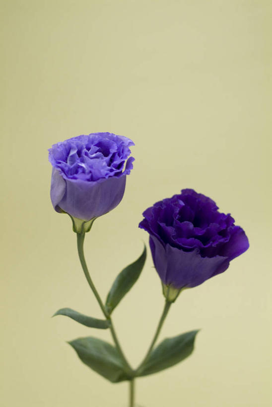 无人,竖图,室内,特写,白天,正面,叶子,盛开,绿叶,花蕾,花,花瓣,花朵,鲜花,两朵,蓝色,花苞,花蕊,嫩叶,摄影,影棚,桔梗花,僧冠帽,草原龙胆,感动,六角荷,永恒,梗草,洋桔梗,叶,叶片,彩图,影棚拍摄,拍摄