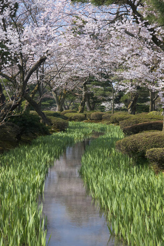 无人,竖图,室外,白天,正面,旅游,度假,幸福,纯洁,草地,草坪,河流,水,植物,标志建筑,地标,建筑,樱花,日本,亚洲,阴影,盛开,光线,影子,河水,水流,花蕾,娱乐,建设,草,花,花瓣,花朵,鲜花,树,树木,粉色,绿色,小溪,阳光,自然,溪水,花苞,花蕊,享受,休闲,旅游胜地,放松,生长,成长,等待,生命,东亚,本州,本州岛,日本国,金沢,金沢市,石川,石川县,中部地方,兼六园,仙樱花,福岛樱,青肤樱,高尚,县厅,热烈,荆桃,彩图