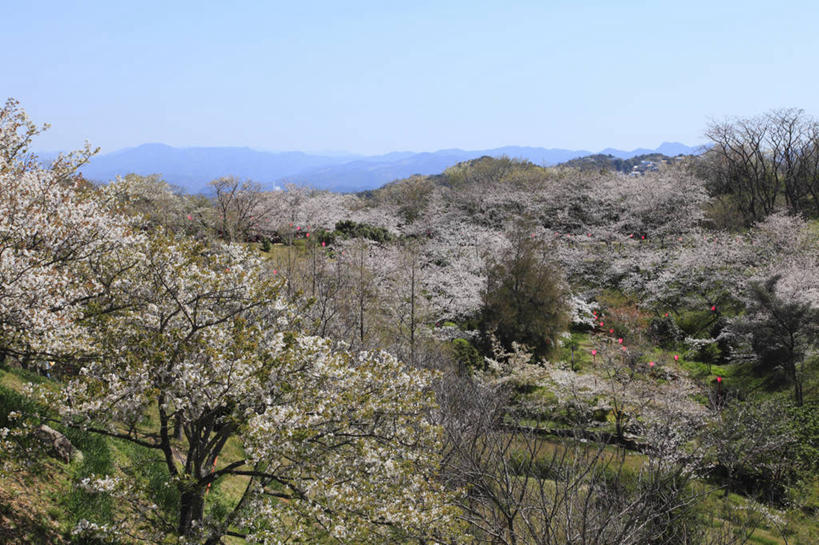 无人,横图,俯视,室外,白天,旅游,度假,幸福,纯洁,美景,森林,山,山脉,树林,植物,樱花,日本,亚洲,阴影,盛开,光线,影子,景观,山峰,山峦,花蕾,娱乐,花,花瓣,花朵,鲜花,树,树木,蓝色,绿色,蓝天,天空,阳光,自然,群山,天,花苞,花蕊,享受,休闲,景色,放松,生长,晴朗,成长,等待,生命,自然风光,东亚,本州,万里无云,本州岛,日本国,近畿地方,近畿,仙樱花,福岛樱,青肤樱,高尚,和歌山,和歌山县,热烈,晴空,晴空万里,荆桃,彩图,高角度拍摄,白滨町,西牟娄郡