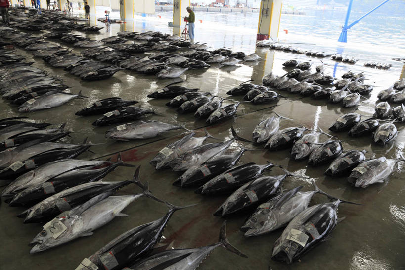 海鲜,无人,横图,俯视,室内,白天,购物,度假,消费,美景,城市风光,城市,日本,亚洲,一排,许多,整齐,并列,并排,鱼,景观,集市,市场,很多,鲔鱼,娱乐,水产,金枪鱼,鱼类,海洋生物,排列,享受,休闲,景色,放松,金融,吞拿鱼,队列,水生动物,海产品,平行,水生物,选购,贸易,东亚,海底动物,本州,本州岛,日本国,近畿地方,近畿,和歌山,和歌山县,半身,彩图,高角度拍摄,鱼市,东牟娄郡,那智胜浦町