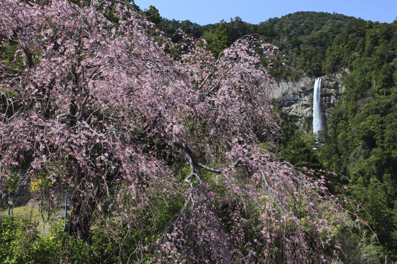 无人,横图,室外,白天,正面,旅游,度假,幸福,纯洁,石头,美景,瀑布,森林,山,山脉,树林,水,植物,樱花,日本,亚洲,阴影,飞溅,盛开,溅,光线,石子,液体,影子,景观,山峰,水滴,悬崖,山峦,花蕾,娱乐,水珠,花,花瓣,花朵,鲜花,树,树木,粉色,蓝色,绿色,蓝天,天空,阳光,自然,群山,天,花苞,花蕊,享受,休闲,景色,放松,生长,晴朗,成长,等待,生命,喷洒,自然风光,东亚,本州,万里无云,本州岛,日本国,近畿地方,近畿,仙樱花,福岛樱,青肤樱,高尚,和歌山,和歌山县,绝壁,热烈,跌水,石块,岩石,晴空,晴空万里,荆桃,彩图,东牟娄郡,那智瀑布,那智胜浦町