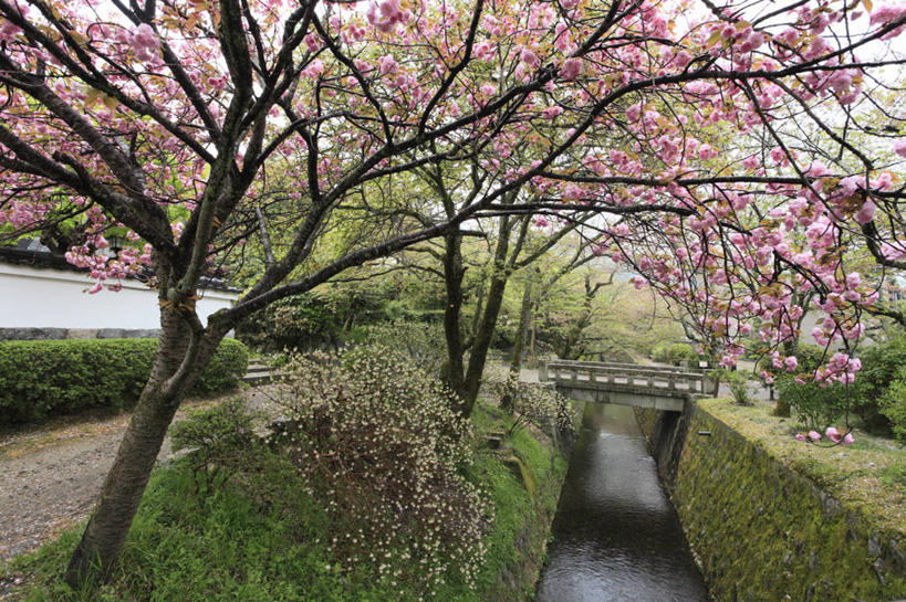 无人,横图,室外,白天,正面,旅游,度假,幸福,纯洁,草地,草坪,美景,植物,樱花,京都,日本,亚洲,盛开,景观,花蕾,娱乐,草,花,花瓣,花朵,鲜花,树,树木,粉色,绿色,自然,花苞,花蕊,享受,休闲,景色,放松,京都府,生长,成长,等待,生命,自然风光,东亚,本州,本州岛,日本国,近畿地方,近畿,仙樱花,福岛樱,青肤樱,高尚,热烈,哲学之道,左京区,荆桃,彩图