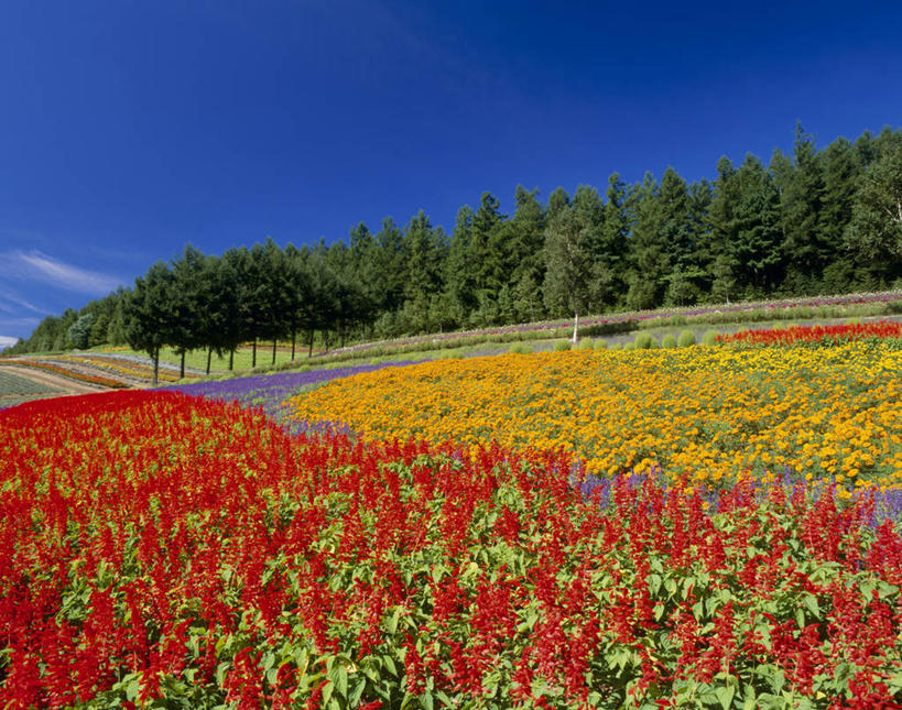 无人,横图,室外,白天,仰视,旅游,度假,花海,花圃,美景,森林,树林,植物,叶子,北海道,日本,亚洲,阴影,盛开,光线,影子,景观,云,云朵,万寿菊,花蕾,云彩,娱乐,花,花瓣,花朵,花卉,鲜花,树,树木,黄色,红色,蓝色,绿色,白云,蓝天,天空,阳光,自然,花丛,花束,花田,天,花苞,花蕊,享受,休闲,健康,景色,放松,生长,晴朗,成长,自然风光,东亚,日本国,北海道地方,北海道岛,长寿,臭芙蓉,蜂窝菊,道北,友情,晴空,彩图,低角度拍摄,空知郡,上川综合振兴局,振兴局,中富良野町,上川支厅
