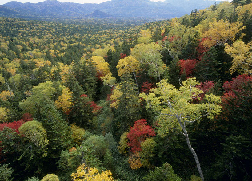 无人,横图,俯视,室外,白天,旅游,度假,美景,秋季,森林,山,山脉,树林,植物,叶子,北海道,日本,亚洲,景观,山峰,枯叶,落叶,山峦,娱乐,树,树木,绿色,自然,群山,享受,休闲,景色,放松,生长,成长,自然风光,东亚,日本国,北海道地方,北海道岛,上士幌町,叶,叶片,秋,秋天,彩图,高角度拍摄,河东郡,带广,带广市,十胜支厅