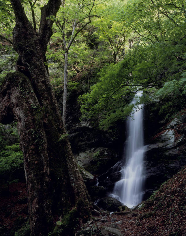 无人,竖图,室外,白天,正面,旅游,度假,美景,瀑布,森林,山,山脉,树林,水,植物,日本,亚洲,阴影,飞溅,溅,光线,液体,影子,景观,山峰,水滴,山峦,娱乐,水珠,树,树木,绿色,阳光,自然,群山,享受,休闲,景色,放松,生长,成长,喷洒,自然风光,东亚,本州,关东地方,本州岛,日本国,崎玉,崎玉县,跌水,彩图,秩父市