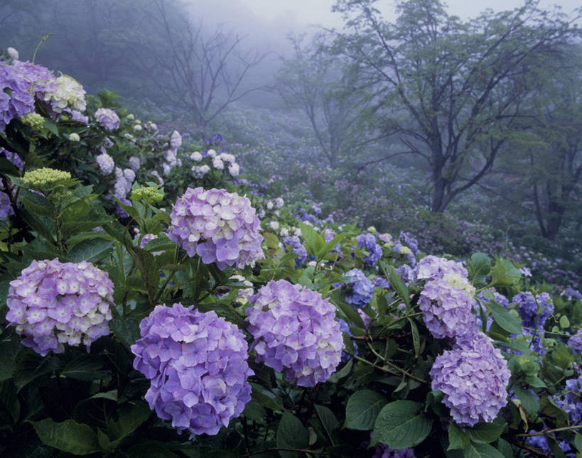 无人,横图,室外,白天,正面,旅游,度假,骄傲,花海,花圃,美景,森林,山,山脉,树林,植物,八仙花,叶子,日本,亚洲,盛开,景观,山峰,山峦,花蕾,娱乐,花,花瓣,花朵,花卉,鲜花,树,树木,绿色,紫色,自然,花丛,花束,花田,群山,花苞,花蕊,绣球花,享受,休闲,景色,放松,生长,成长,紫阳花,洋绣球,自然风光,东亚,本州,关东地方,本州岛,日本国,草绣球,斗球,七变化,粉团花,崎玉,崎玉县,善变,彩图,皆野町,秩父郡,秩父市