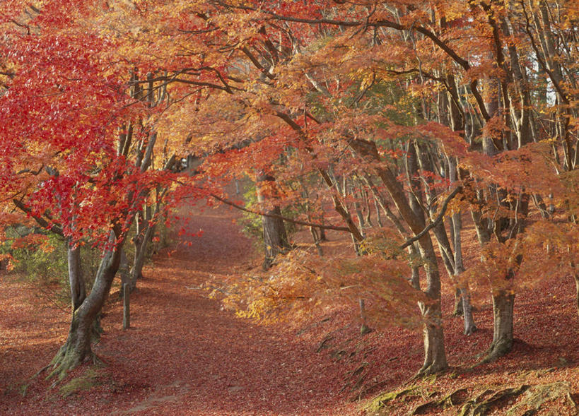 无人,横图,室外,白天,正面,旅游,度假,美景,秋季,道路,路,枫树,叶子,静冈县,日本,亚洲,景观,小路,枫叶,枯叶,落叶,交通,娱乐,黄色,红色,自然,享受,休闲,景色,放松,枫树叶,自然风光,东亚,本州,本州岛,日本国,中部地方,静冈,槭树,伊豆半岛,叶,叶片,秋,秋天,彩图,伊豆市