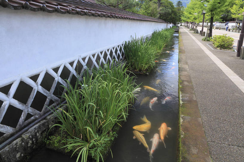 无人,横图,室外,白天,正面,度假,美景,植物,城市风光,城市,道路,路,公路,鲤鱼,日本,亚洲,阴影,光线,鱼,影子,墙,池塘,景观,水池,分界线,停车线,交通,娱乐,鱼类,墙壁,墙面,树,树木,绿色,白色,阳光,自然,享受,休闲,景色,放松,生长,成长,车行道,车行道分界线,标线,东亚,车行线,本州,本州岛,日本国,中国地方,岛根,岛根县,马路,鲤子,鲤拐子,半身,彩图,津和野町,鹿足郡
