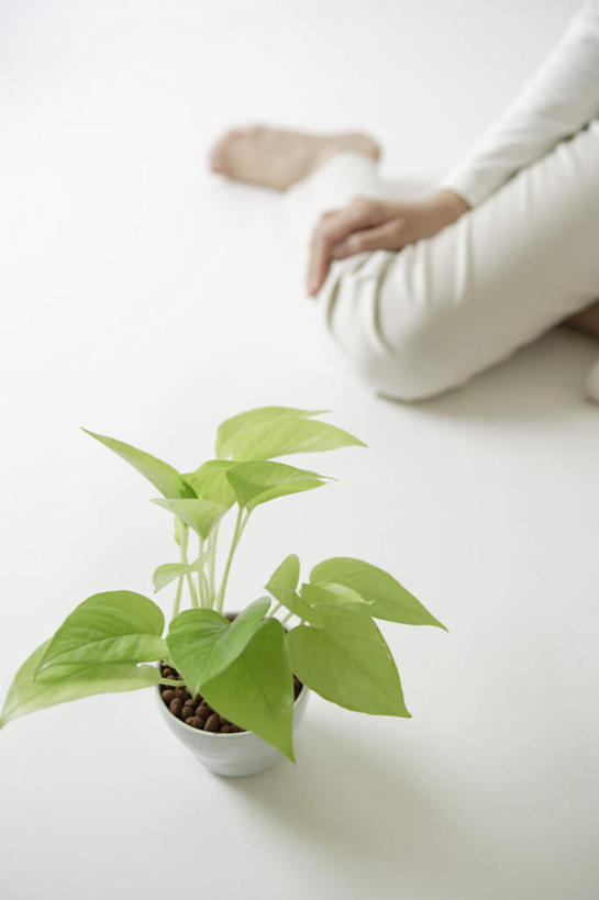 东方人,手,腿,一个人,盘腿,竖图,俯视,室内,白天,白色背景,植物,亚洲,仅一个年轻女性,仅一个女性,仅一个人,盆栽,盆景,黄种人,绿色,自然,手部,生长,成长,年轻女性,女人,女性,亚洲人,盘腿而坐,盘着腿的,盘着腿坐,半身,彩图,高角度拍摄