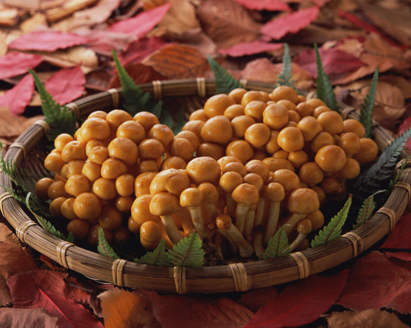 无人,交叉,横图,俯视,室内,特写,白天,餐桌,桌子,竹子,蔬菜,叶子,阴影,竹制,新鲜,编织,光线,篮子,影子,菌菇,食品,枯叶,落叶,菌类,食物,竹篮,食用菌,有机食品,绿色食品,餐台,竹条,交织,竹制品,滑子菇,珍珠菇,滑菇,穿插,叶,叶片,彩图,高角度拍摄