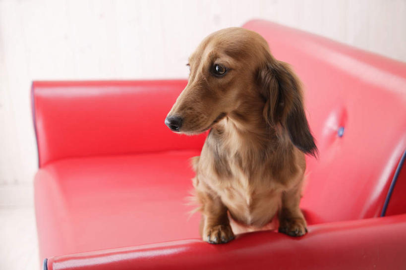 无人,坐,横图,室内,白天,白色背景,正面,沙发,宠物,狗,猎犬,注视,一只,红色,动物,观察,看,可爱,摄影,影棚,观看,察看,关注,德国猎犬,忠诚,犬,坐着,彩图,全身,影棚拍摄,拍摄,皮沙发