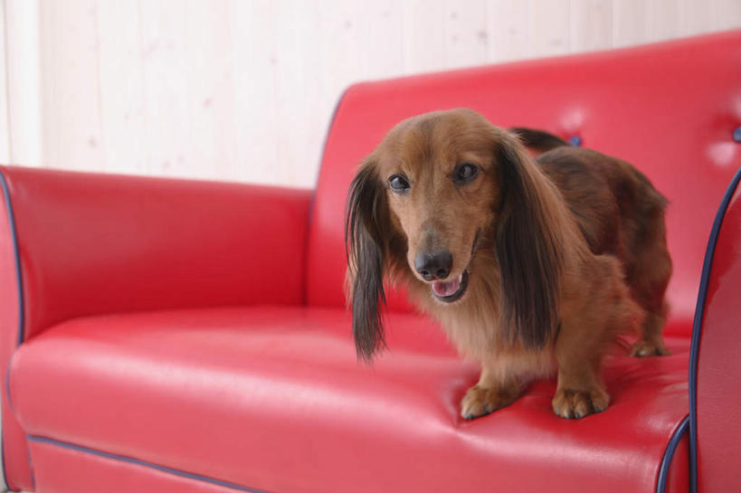 无人,坐,横图,室内,白天,白色背景,正面,沙发,宠物,狗,猎犬,注视,一只,红色,动物,观察,看,可爱,摄影,影棚,观看,察看,关注,德国猎犬,忠诚,犬,坐着,彩图,全身,影棚拍摄,拍摄,皮沙发