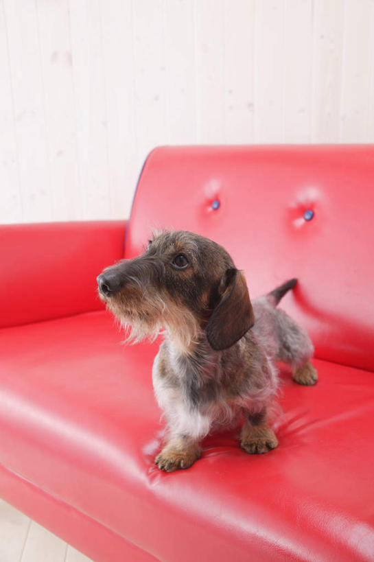 无人,坐,竖图,室内,白天,白色背景,正面,沙发,宠物,狗,猎犬,注视,一只,红色,动物,观察,看,可爱,摄影,影棚,观看,察看,关注,德国猎犬,忠诚,犬,坐着,彩图,全身,影棚拍摄,拍摄,皮沙发