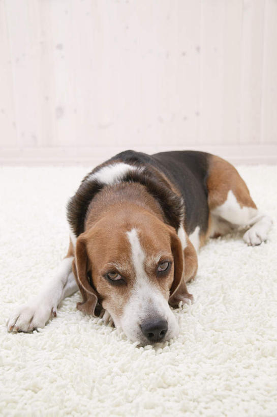 无人,竖图,室内,白天,白色背景,正面,宠物,狗,猎兔犬,注视,一只,动物,观察,看,趴着,可爱,摄影,比格犬,影棚,观看,察看,关注,忠诚,米格鲁猎兔犬,贝高狗,贝高犬,比格狗,猎兔狗,犬,趴,彩图,全身,影棚拍摄,拍摄