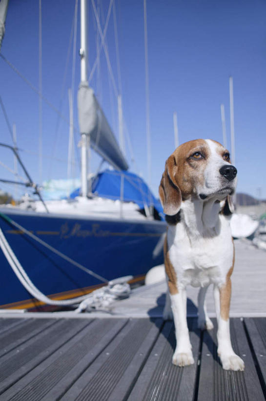 帆船,无人,码头,竖图,室外,白天,正面,港口,船,宠物,狗,阴影,光线,木板,影子,云,云朵,桥,猎兔犬,木桥,云彩,注视,栈桥,一只,蓝色,白云,蓝天,天空,阳光,动物,交通工具,天,观察,看,趴着,可爱,比格犬,晴朗,观看,人行桥,木板桥,察看,关注,载具,忠诚,米格鲁猎兔犬,贝高狗,贝高犬,比格狗,猎兔狗,晴空,犬,趴,彩图,全身,摆渡口,埠头,渡口,渡头,港湾,海港,货运码头,口岸,商港