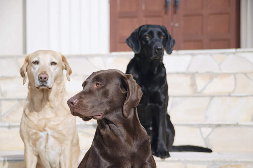 无人,家,坐,横图,室外,白天,正面,门,宠物,狗,三只,房屋,墙,屋子,拉布拉多,注视,拉布拉多猎犬,楼房,墙壁,墙面,住宅,黑色,动物,门框,观察,看,可爱,观看,察看,关注,拉布拉多犬,忠诚,犬,坐着,半身,彩图,房子
