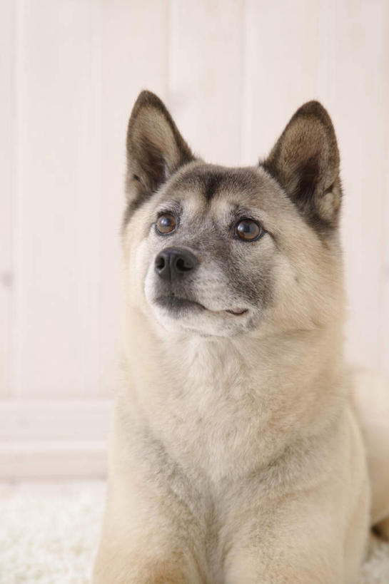 无人,竖图,室内,白天,白色背景,正面,宠物,狗,注视,一只,灰色,动物,观察,看,趴着,可爱,摄影,影棚,观看,察看,关注,忠诚,犬,趴,半身,彩图,影棚拍摄,拍摄