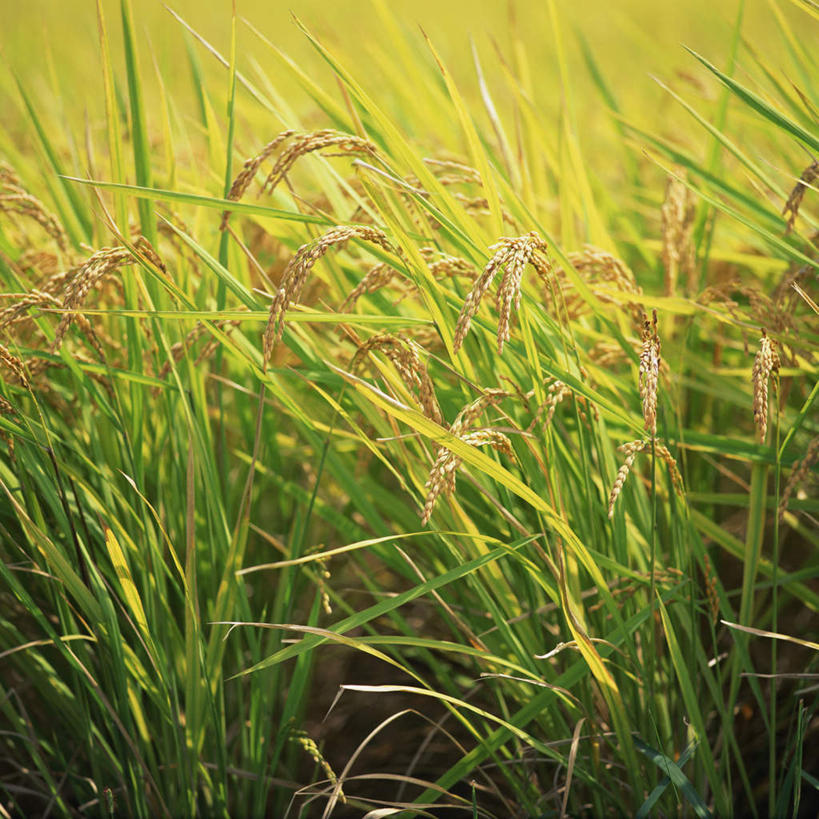 无人,农田,方图,室外,特写,白天,正面,农业,庄稼,农作物,小麦,阴影,光线,影子,稻田,谷物,阳光,麦子,彩图,耕地,庄稼田