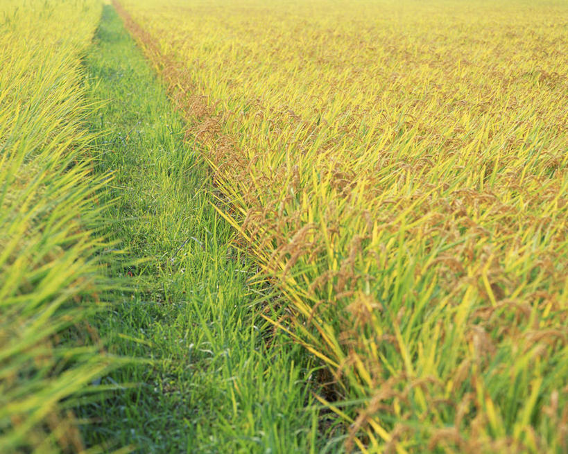 无人,农田,横图,室外,特写,白天,正面,农业,庄稼,农作物,阴影,光线,影子,稻田,谷物,水稻,稻,黄色,阳光,彩图,耕地,庄稼田