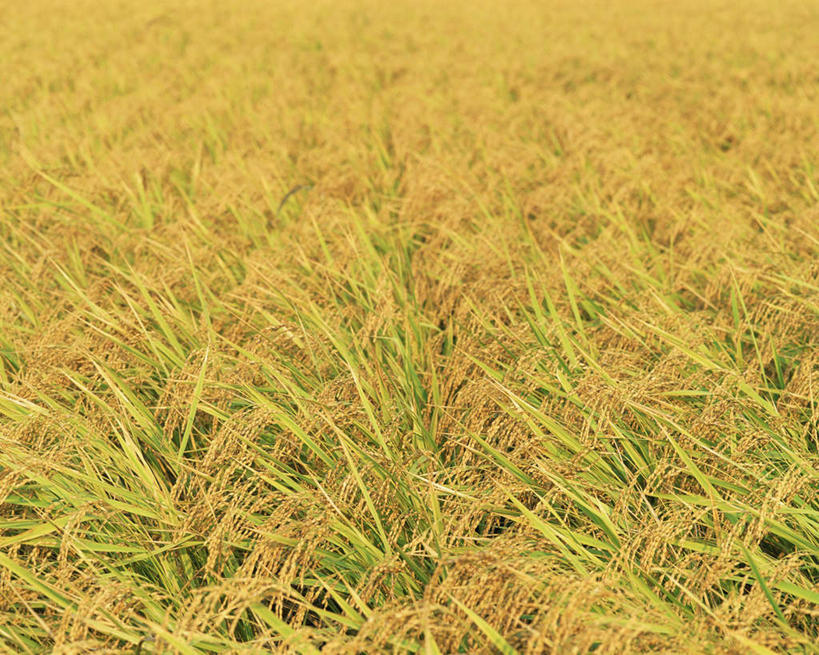 无人,农田,横图,室外,特写,白天,正面,农业,庄稼,农作物,阴影,光线,影子,稻田,谷物,水稻,稻,黄色,阳光,彩图,耕地,庄稼田