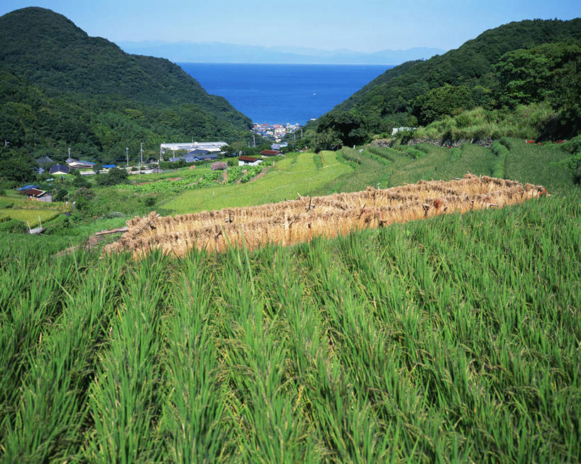 无人,农田,横图,俯视,室外,白天,农业,庄稼,农作物,海浪,海洋,山,山脉,树林,植物,日本,亚洲,阴影,波纹,光线,影子,稻田,浪花,山峰,谷物,水稻,涟漪,山峦,稻,树,树木,蓝色,绿色,倒影,蓝天,水纹,天空,阳光,海水,波浪,群山,天,生长,晴朗,成长,倒映,海景,东亚,万里无云,日本国,水晕,反照,大海,风浪,海,海水的波动,近岸浪,涌浪,晴空,晴空万里,彩图,高角度拍摄,耕地,庄稼田