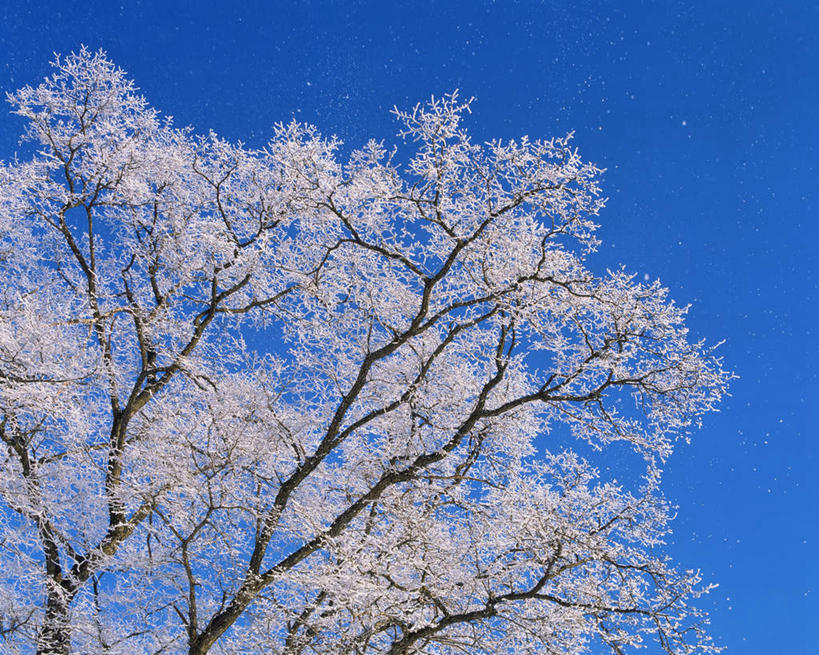 无人,横图,室外,特写,白天,仰视,雪,植物,大雪,北海道,日本,亚洲,阴影,光线,影子,积雪,雪景,冬季,冬天,树,树木,蓝色,绿色,蓝天,天空,阳光,自然,天,寒冷,生长,晴朗,成长,东亚,万里无云,日本国,北海道地方,北海道岛,富良野,严寒,道北,富良野市,晴空,晴空万里,彩图,低角度拍摄,上川支厅
