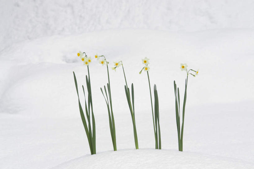 无人,横图,室外,白天,正面,雪,大雪,水仙花,盛开,积雪,雪景,冬季,冬天,花蕾,花,花瓣,花朵,鲜花,花苞,花蕊,寒冷,严寒,彩图