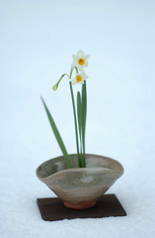 无人,竖图,室外,白天,正面,雪,大雪,水仙花,盛开,积雪,雪景,冬季,冬天,花蕾,花,花瓣,花朵,鲜花,花苞,花蕊,寒冷,严寒,彩图