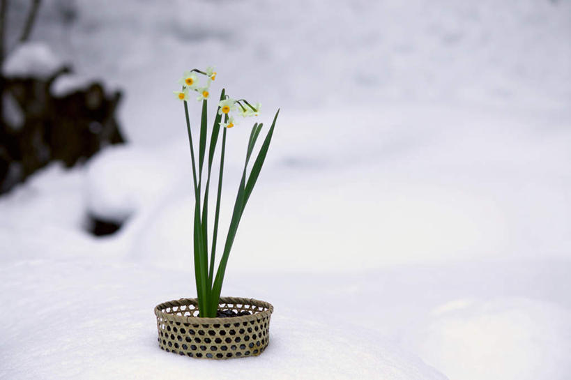 无人,横图,室外,白天,正面,雪,大雪,水仙花,盛开,积雪,雪景,冬季,冬天,花蕾,花,花瓣,花朵,鲜花,白色,花苞,花蕊,一束,寒冷,严寒,彩图