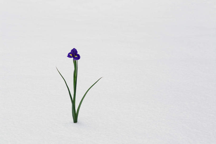 无人,横图,室外,白天,正面,雪,大雪,盛开,积雪,雪景,冬季,冬天,鸢尾花,花蕾,花,花瓣,花朵,鲜花,一朵,蓝色,紫色,花苞,花蕊,寒冷,严寒,彩图