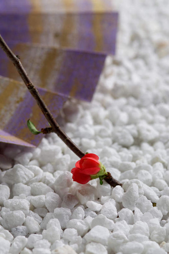 无人,竖图,俯视,室外,特写,白天,石头,盛开,石子,花蕾,花,花瓣,花朵,鲜花,红色,花苞,花蕊,鹅卵石,倭海棠,和园子,日本贴梗海棠,日本木瓜,石块,彩图,高角度拍摄