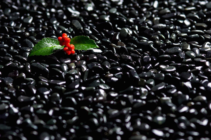 无人,横图,俯视,室外,特写,白天,石头,植物,叶子,许多,石子,绿叶,草药,药草,很多,中药,红色,绿色,黑色,嫩叶,鹅卵石,药材,中草药,按摩石,接骨木,中药材,本草,草珊瑚,接骨金粟兰,九节茶,九节风,九节花,肿节风,竹节茶,叶,叶片,石块,彩图,高角度拍摄