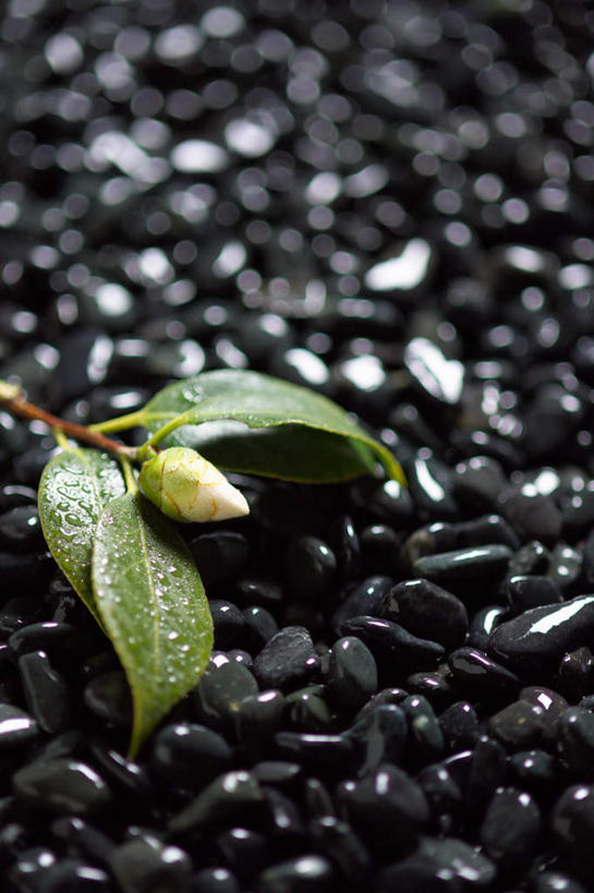 无人,竖图,俯视,室外,特写,白天,石头,叶子,盛开,石子,水滴,绿叶,花蕾,水珠,花,花瓣,花朵,鲜花,一朵,白色,花苞,花蕊,嫩叶,鹅卵石,玉茗花,耐冬,海石榴,曼陀罗,茶花,叶,叶片,石块,彩图,高角度拍摄