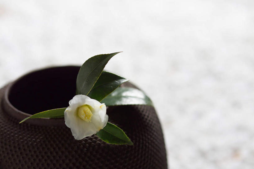 无人,横图,俯视,室外,特写,白天,石头,叶子,盛开,石子,绿叶,花蕾,花,花瓣,花朵,鲜花,一朵,白色,花苞,花蕊,嫩叶,鹅卵石,玉茗花,耐冬,海石榴,曼陀罗,茶花,叶,叶片,石块,彩图,高角度拍摄