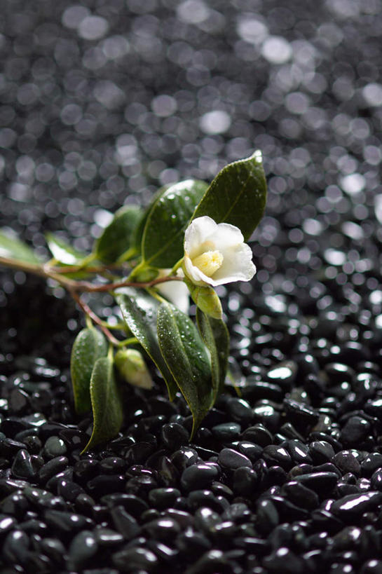 无人,竖图,俯视,室外,特写,白天,石头,叶子,盛开,石子,绿叶,花蕾,花,花瓣,花朵,鲜花,一朵,白色,花苞,花蕊,嫩叶,鹅卵石,玉茗花,耐冬,海石榴,曼陀罗,茶花,叶,叶片,石块,彩图,高角度拍摄