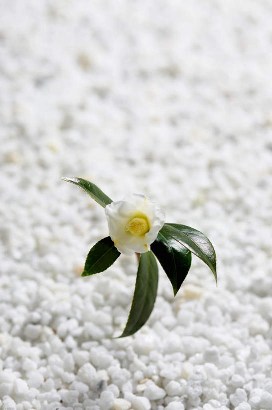 无人,竖图,俯视,室外,特写,白天,石头,盛开,石子,花蕾,花,花瓣,花朵,鲜花,一朵,白色,花苞,花蕊,鹅卵石,玉茗花,耐冬,海石榴,曼陀罗,茶花,石块,彩图,高角度拍摄