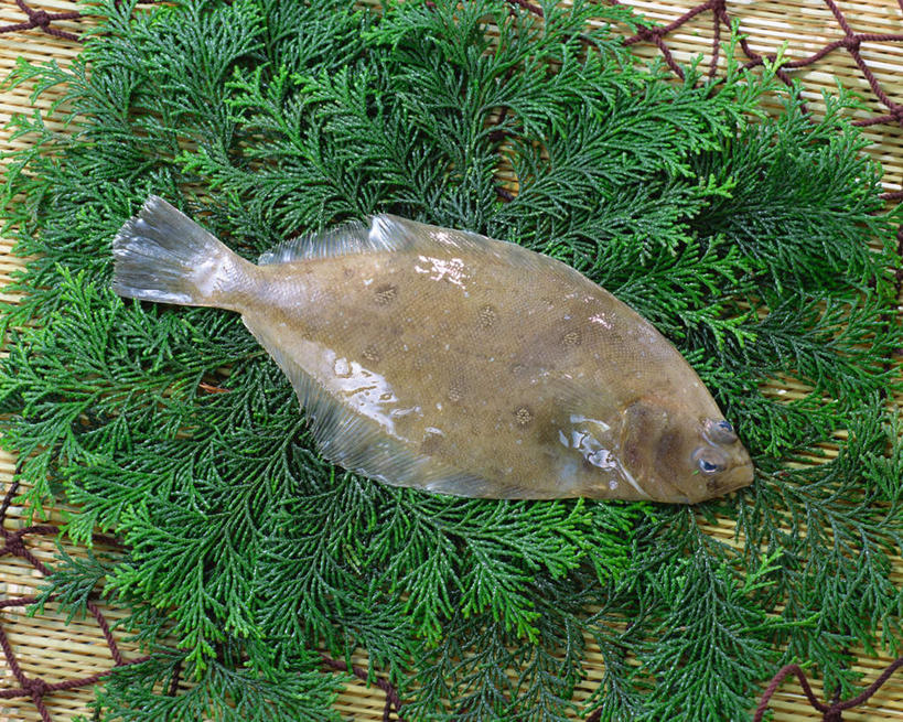 海鲜,无人,横图,俯视,室内,特写,白天,餐桌,桌子,比目鱼,叶子,一条,阴影,装饰,光线,鱼,影子,绿叶,水产,海洋生物,嫩叶,餐台,华丽,修饰,点缀,水生动物,海产品,水生物,海底动物,衬托,美观,雅致,雅观,叶,叶片,鲽鱼,彩图,高角度拍摄