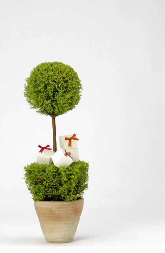 无人,竖图,室内,特写,白天,白色背景,正面,植物,礼盒,礼物,盆栽,丝绸,丝带,纸盒,缎带,盆景,绸带,盒子,绿色,自然,包装盒,蝴蝶结,礼品盒,摄影,礼品,影棚,生长,成长,彩图,影棚拍摄,拍摄